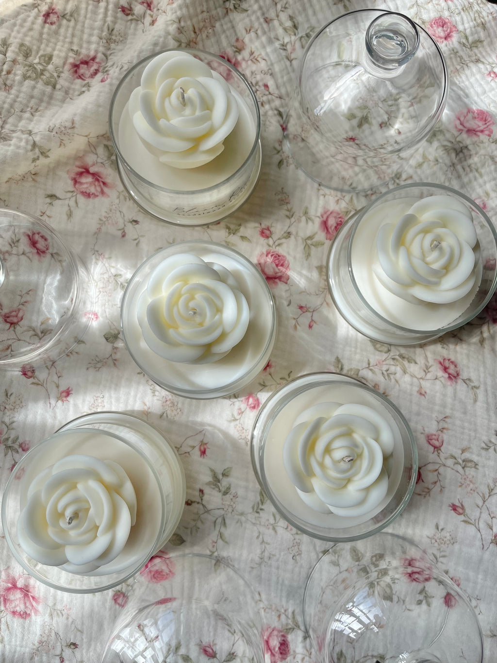 White Bloom Rose