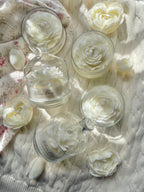 White Bloom Peony